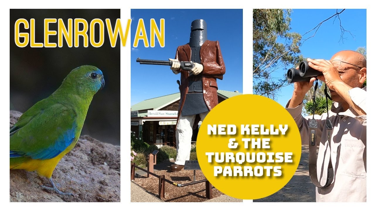 NED KELLY and the TURQUOISE PARROTS