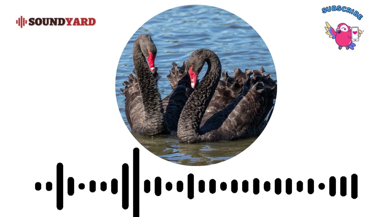 Black Swan Sound, Call, Song and Noise [Audiogram Version]