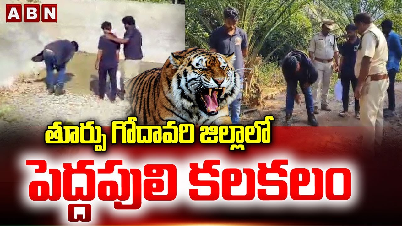 తూర్పు గోదావరి జిల్లాలో పెద్దపులి కలకలం | Tiger In East Godavari District | ABN Telugu