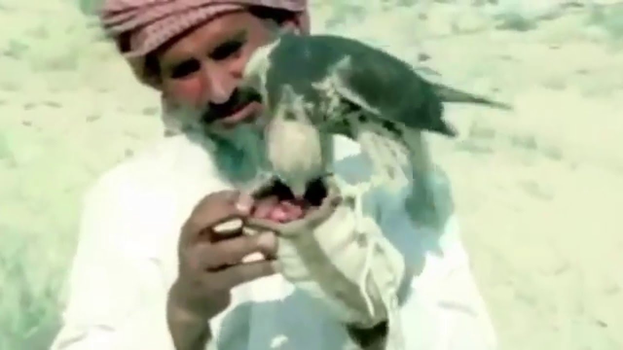 شيلة / يانور عيني / كلمات طلق الرجعان / أداء محمد بن غربين وفيصل بن مريزيق