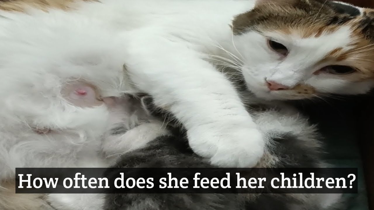 هل تعلم كم مرة ترضع القطة الأم صغارها في اليوم ؟#cat #قطط #kitten #abo_abdalrahman #catvideos