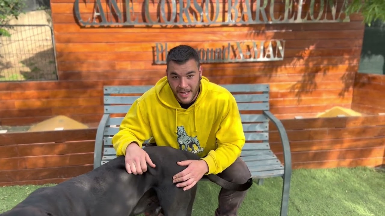 Propiedades de la PATATA para los PERROS