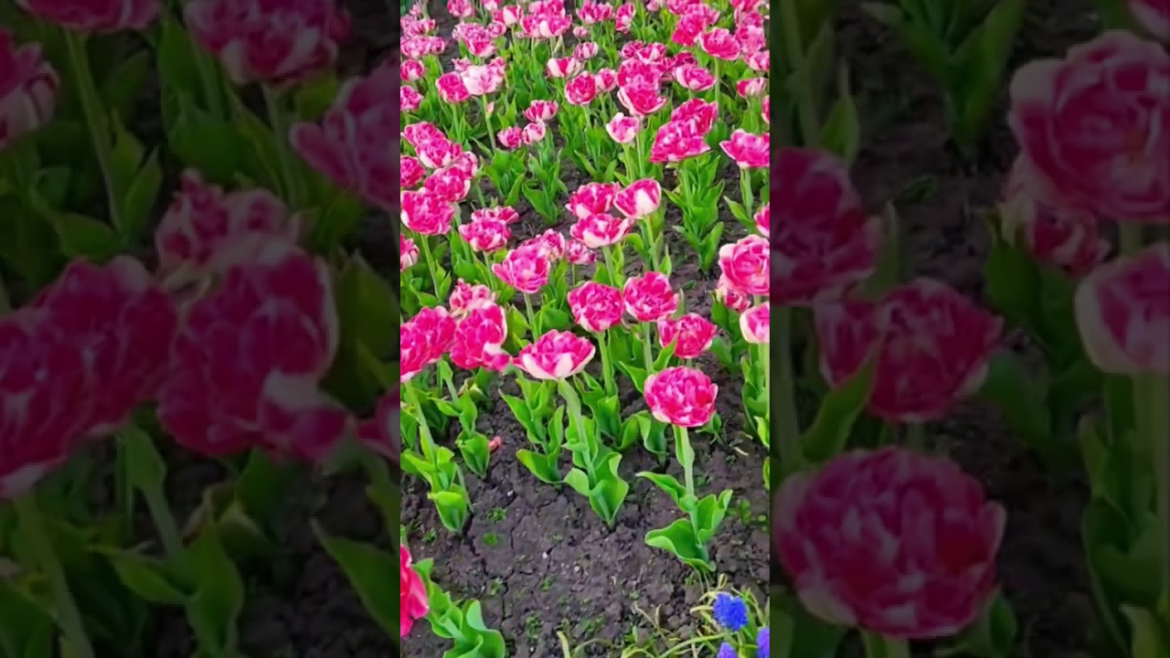 من أجمل  القصص في القرآن_الكريم 