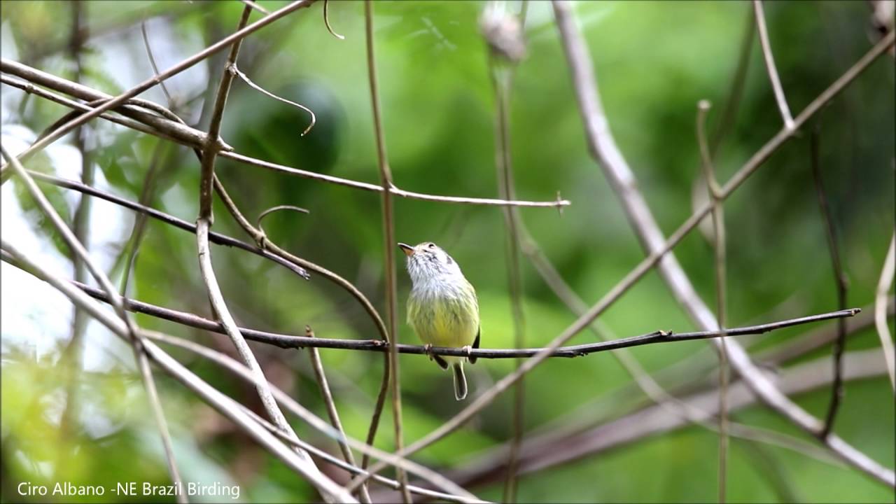 Eared Pygmy-Tyrant - miudinho - Myiornis auricularis cinereicollis