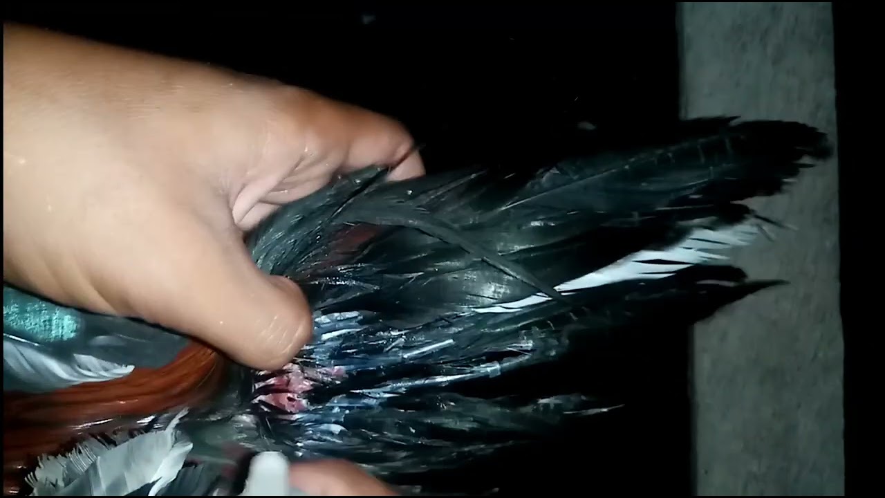 Paano pabilisin ang pagtubo ng balahibo ng manok @zamboyoungtv7207