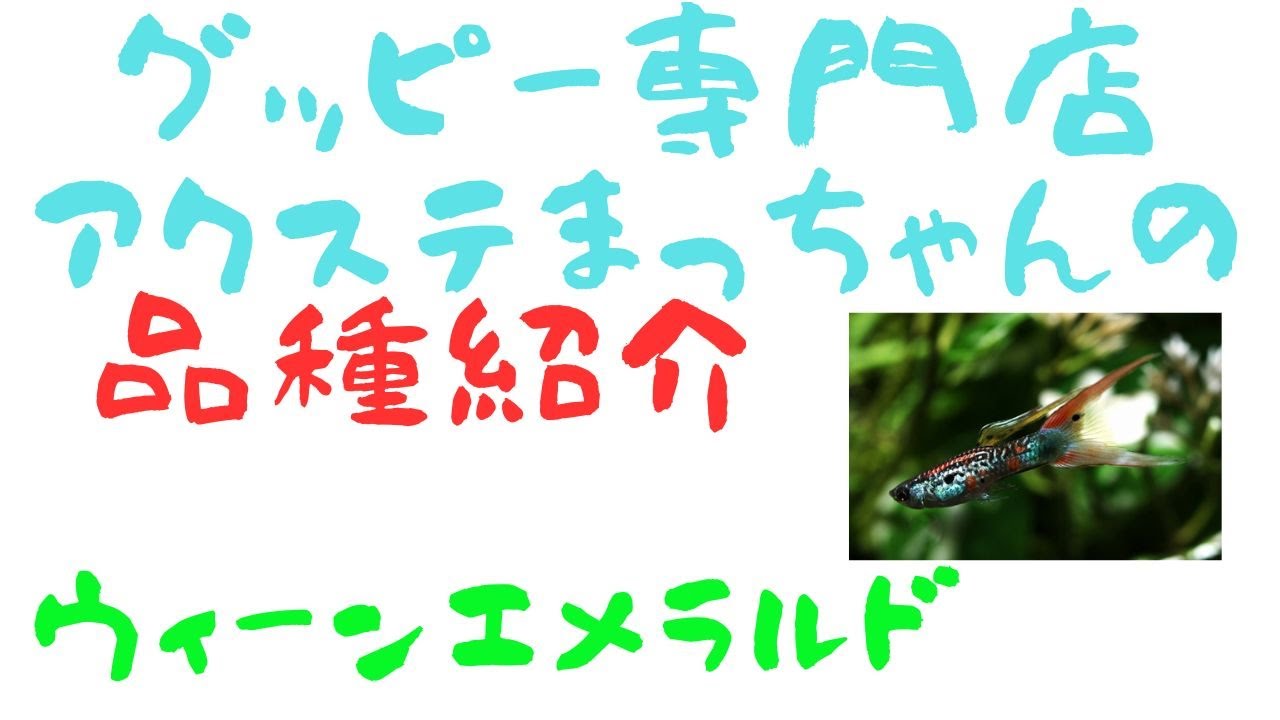 グッピー品種解説　ウィーンエメラルドの解説