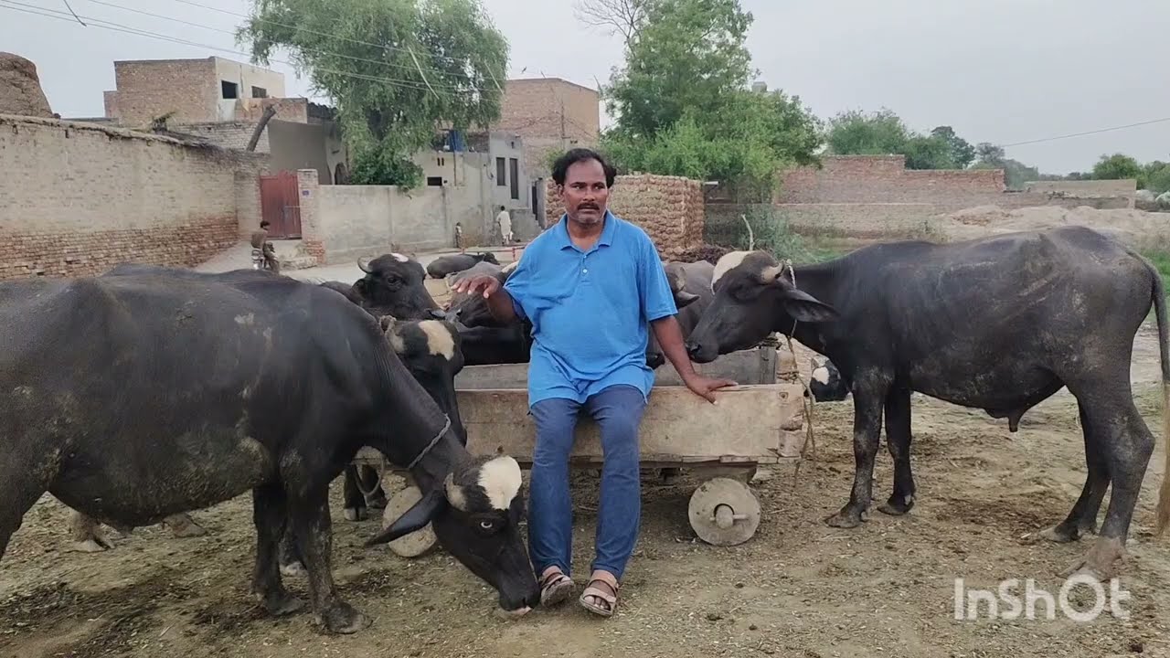 جے تو ہونا چہنا ہے خوشحال پھر کسانہ کٹے پال #animalsong #cowsong #nurseryrhyme 