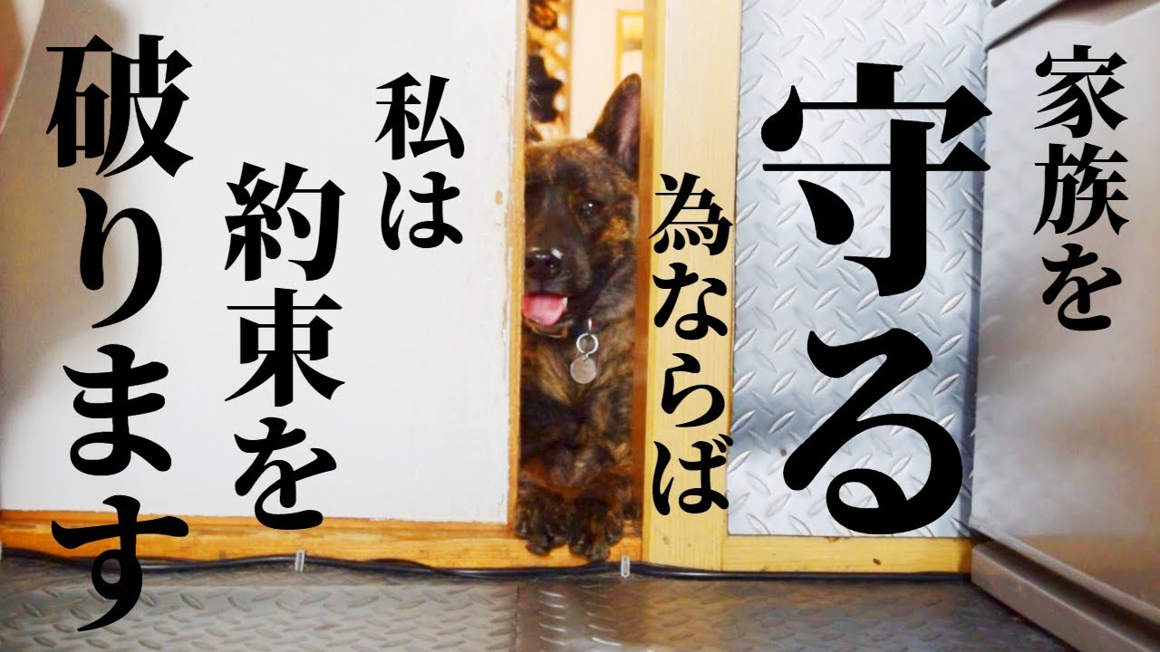 【感動】4年間守り続けた約束を破ってでも家族を身を挺して守る甲斐犬‼【甲斐犬・柴犬