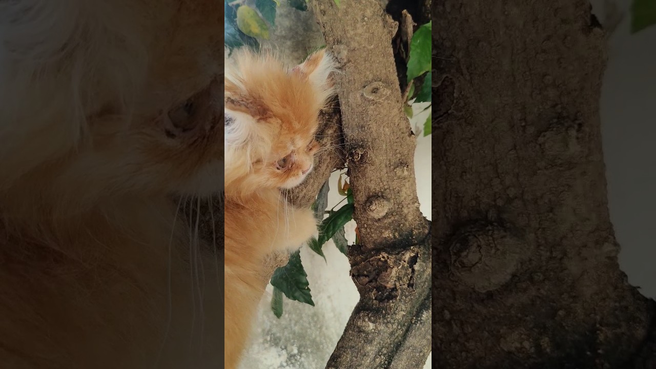 MY CAT FIGURING SOMETHING OUT 😂 #shorts #animals