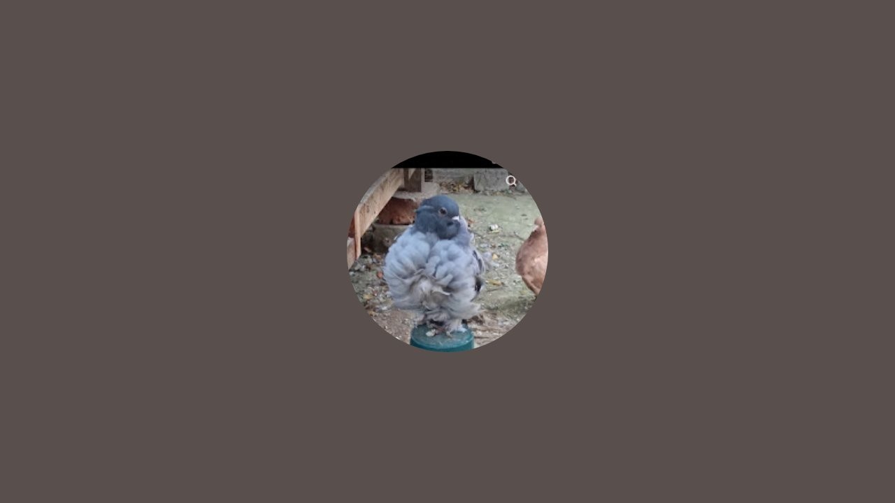 kabutar king143 is live