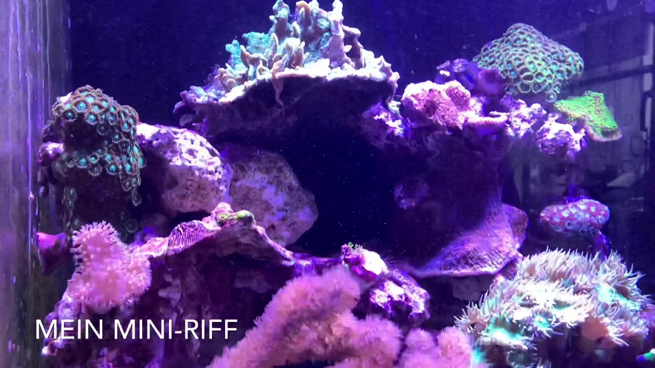 Mein Riffaquarium