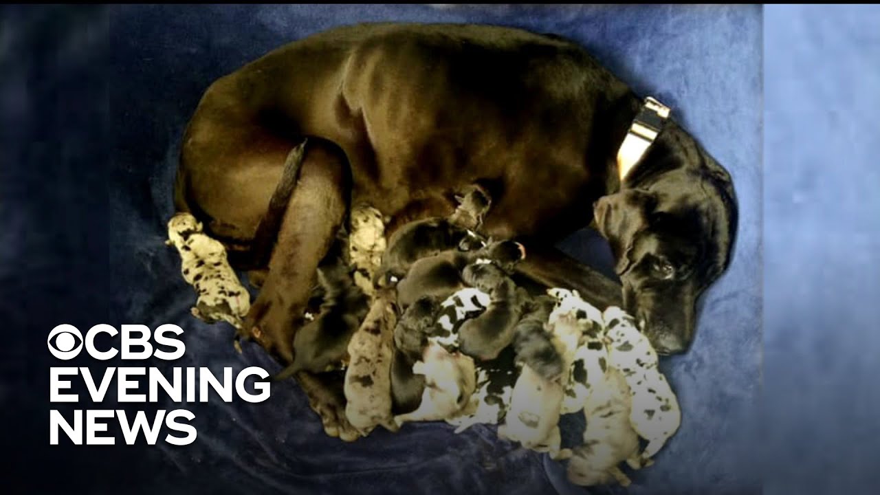 A puppy litter for the record books