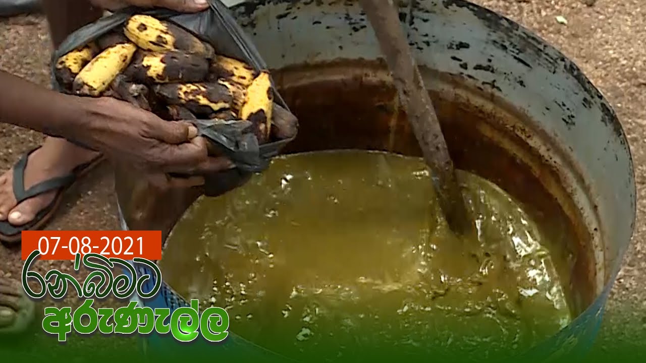 Ranbimata Arunella - (2021-08-07) | ITN