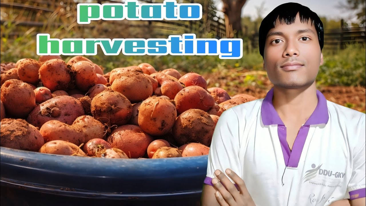 खेत से ताज़े आलू 🥔 | Aaj Humne Aalu Nikale