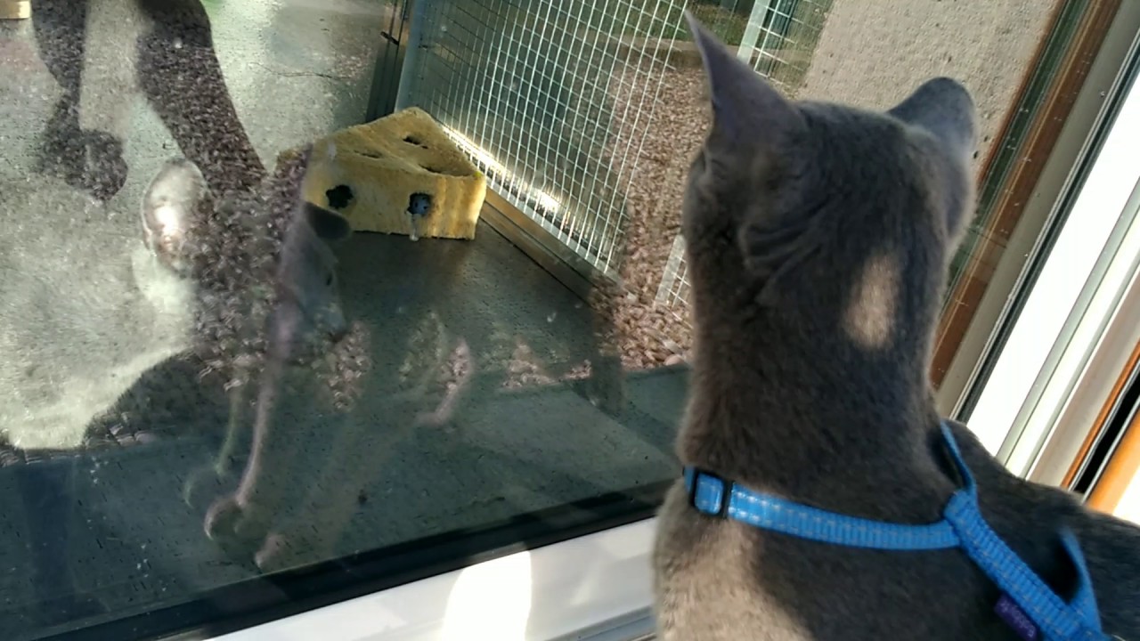 Réaction de  Malo face à ses bébés, chat bleu russe