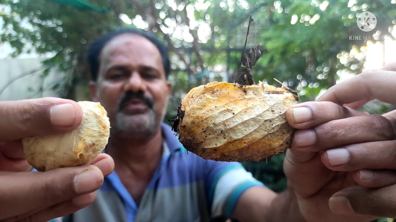 how to grow mango seeds/ आम का पेड़ गुटलियो से कैसे उगाए