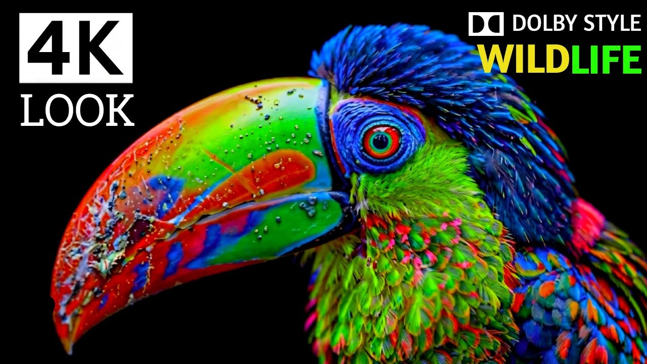 Masterpiece of 4K Look Video 30FPS🌿Dolby Style (Wildlife) Videos