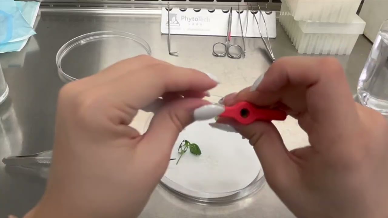 Preculture: The Foundation of Plant Tissue Culture