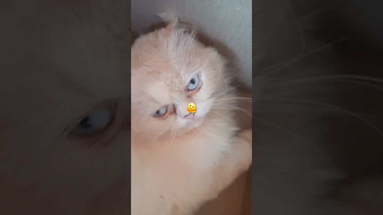cute cat 🐈 😻 #catlife #viral
