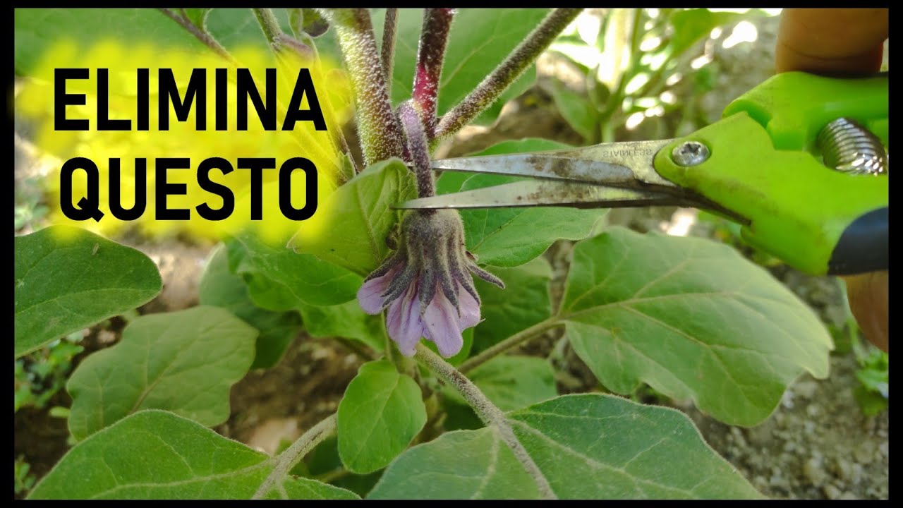 Per un raccolto abbondante delle melanzane elimina i fiori figliastri