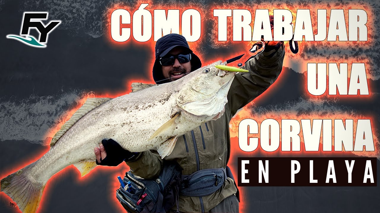 C&oacute;mo PESCAR una CORVINA y MANEJARLA hasta la ORILLA