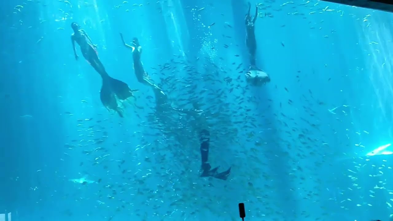 越南富國島海王與美人魚傳說。#美人魚 #旅行 #旅遊 #富國島 #travel #vlog #love #like #trip #傳說 #海王 #水族館 #水族館めぐり #越南 #休日 #放鬆音樂 