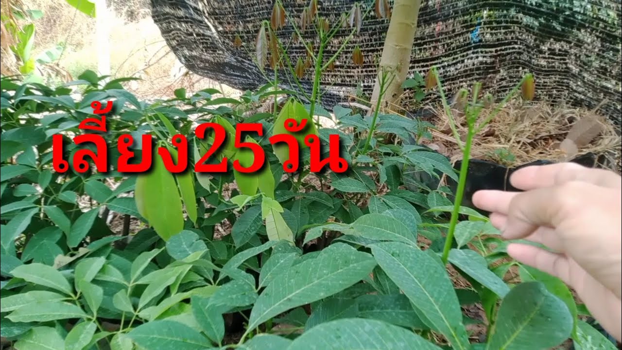 วิธีปลูกยางพาราให้โตเร็ว