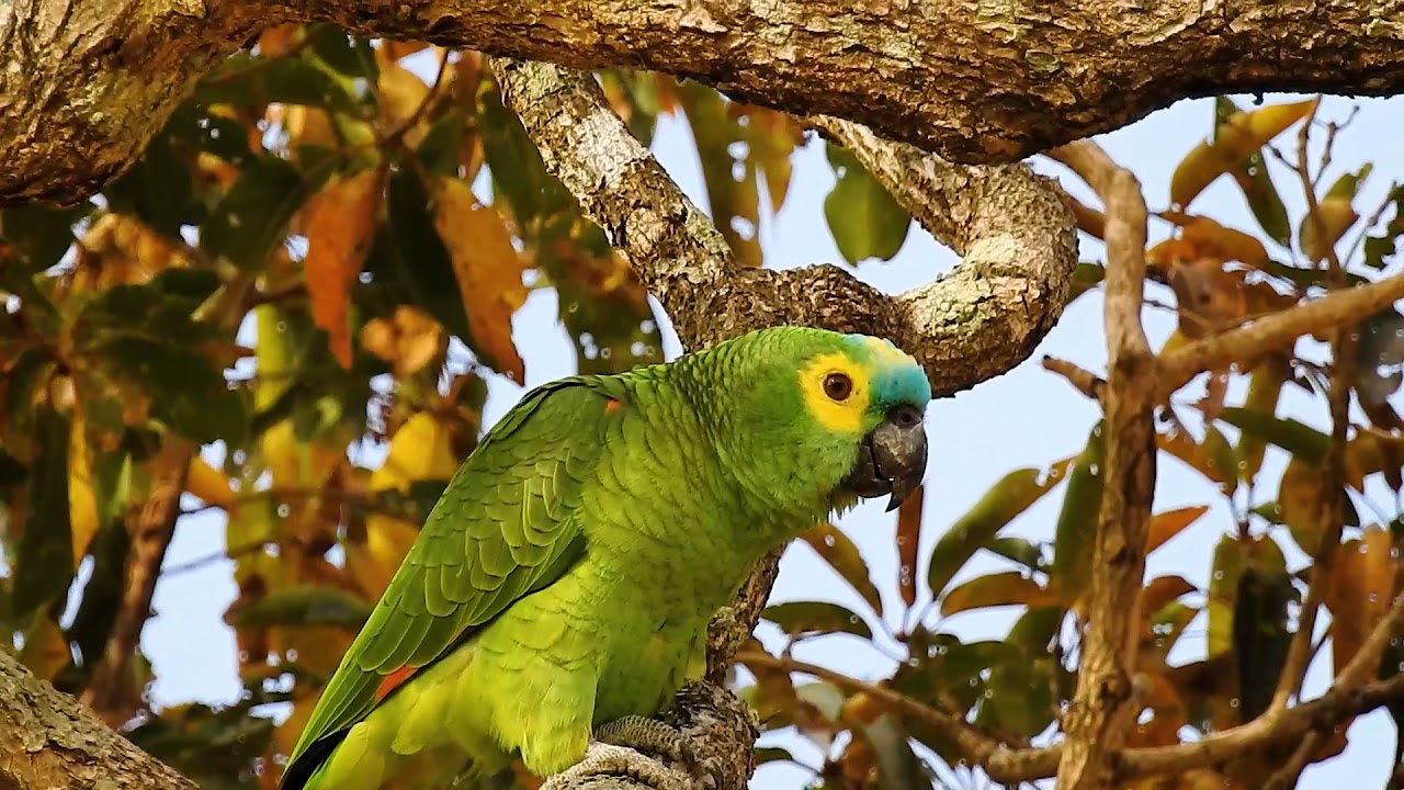 CANTO do PAPAGAIO VERDADEIRO (AMAZONA AESTIVA), TURQUOISE-FRONTED PARROT, Papagaio-grego, Curau.