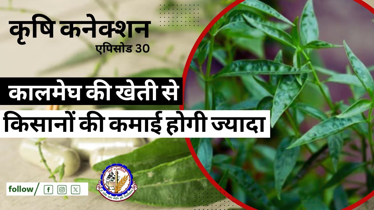 Krishi Connection Ep 30: कालमेघ की खेती किसानों के लिए कमाई का अच्छा जरिया| RPCAU, Pusa, Bihar