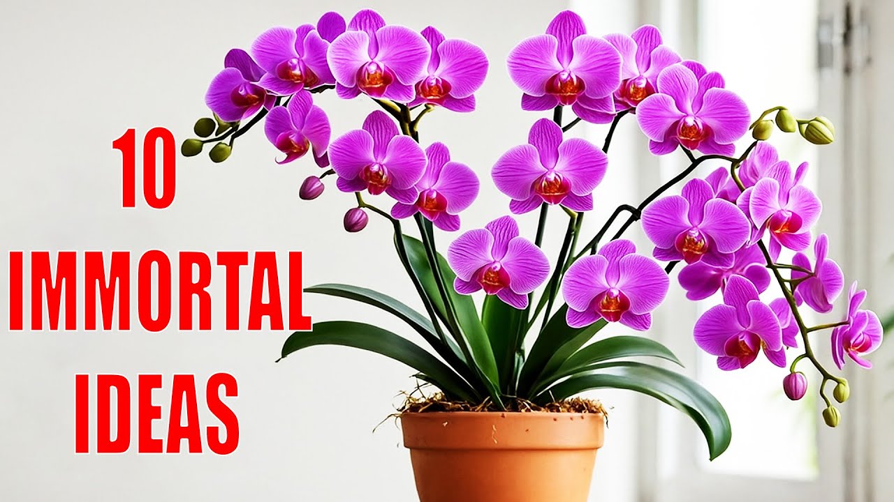 Timeless Orchid Growing Tips 10 Ideas That Never Go Out of Style