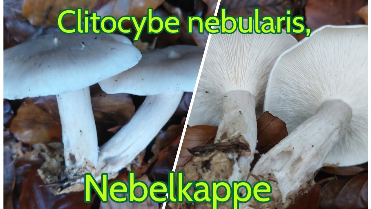 Clitocybe nebularis, Lepista nebularis