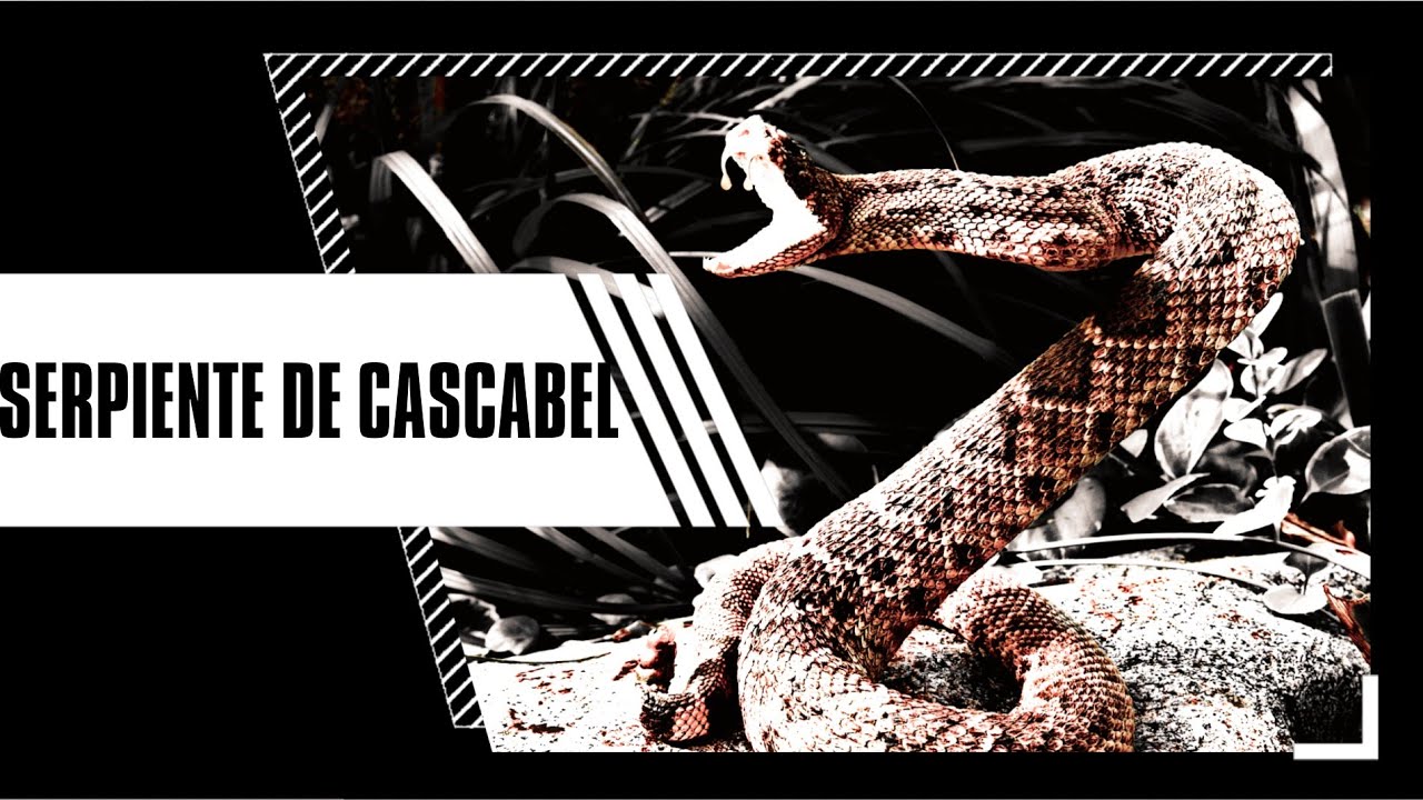 Camino De La Serpiente De Cascabel ~ [Parte III] ¿QHPS Naruto Era Entrenado Por Orochimaru?