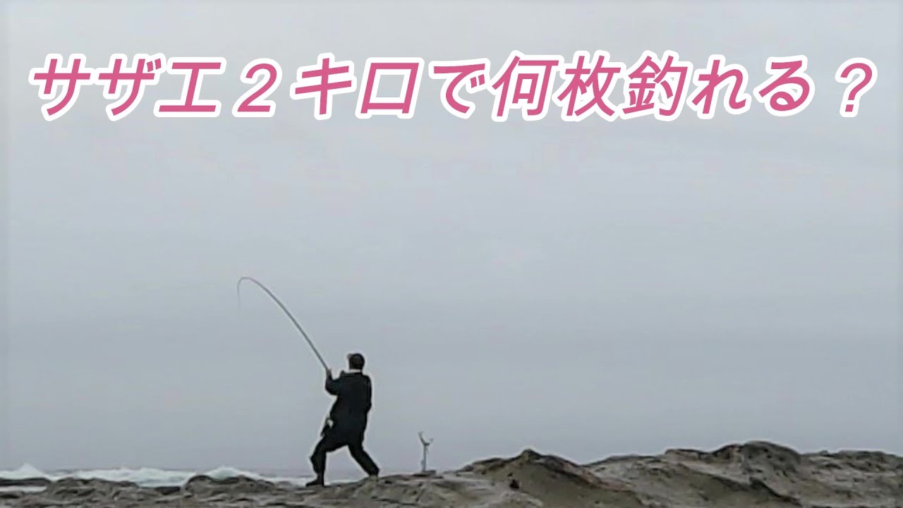 石鯛ロマン 　遠投◎エサ持ち◎入手◎魚を引き寄せる◎サザエは優秀なエサです【2023年千葉の釣り】【磯釣り】【釣行日6月下旬】【石鯛釣り】