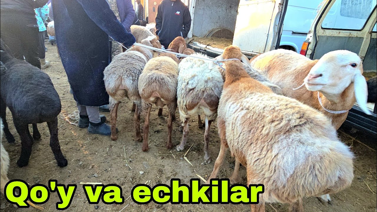 Romitan qo'rgon mol bozori qo'y va echkilar narxlari 2 октября 2025 г.
