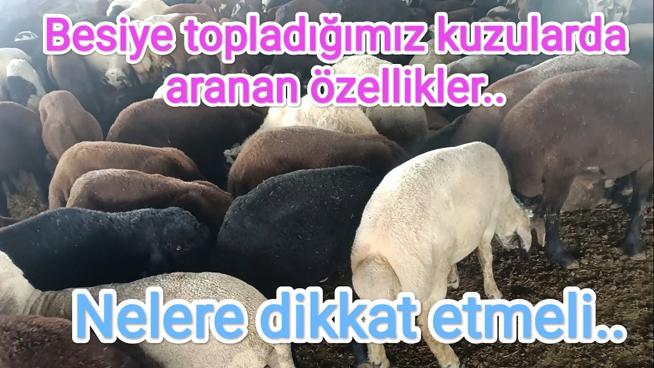 Besiye kuzu seçerken nelere dikkat edilmeli.. hangi özellikleri aramalıyız..