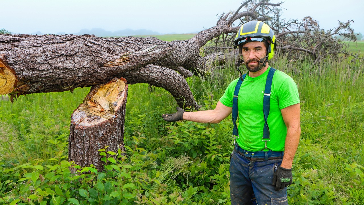 THE WORST WAY TO CUT A TREE | Don't Do This!