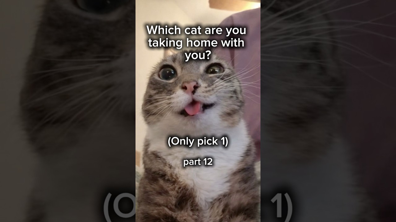 Which cat will you choose #12 #cat #cute #whichonewouldyouchoose #funny #catshorts #shortsviral