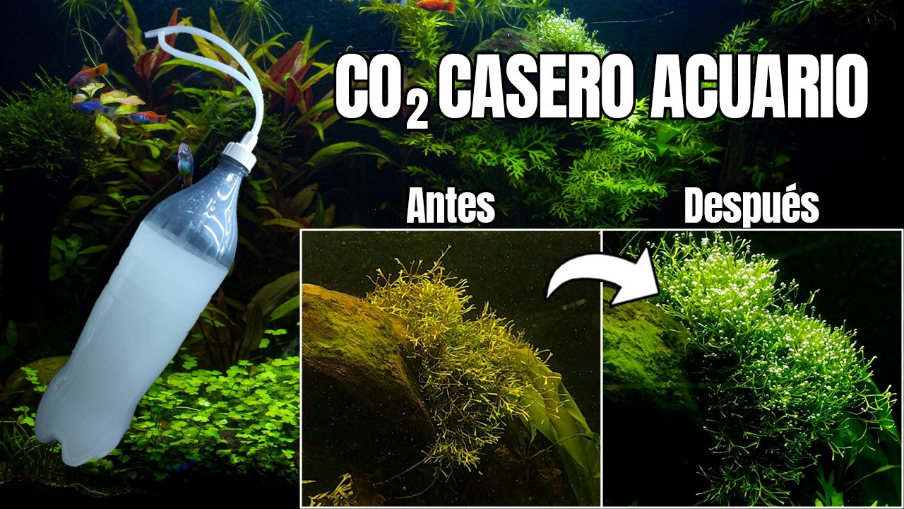 Cómo Hacer CO2 Casero para Acuarios Plantados – Fácil y Barato