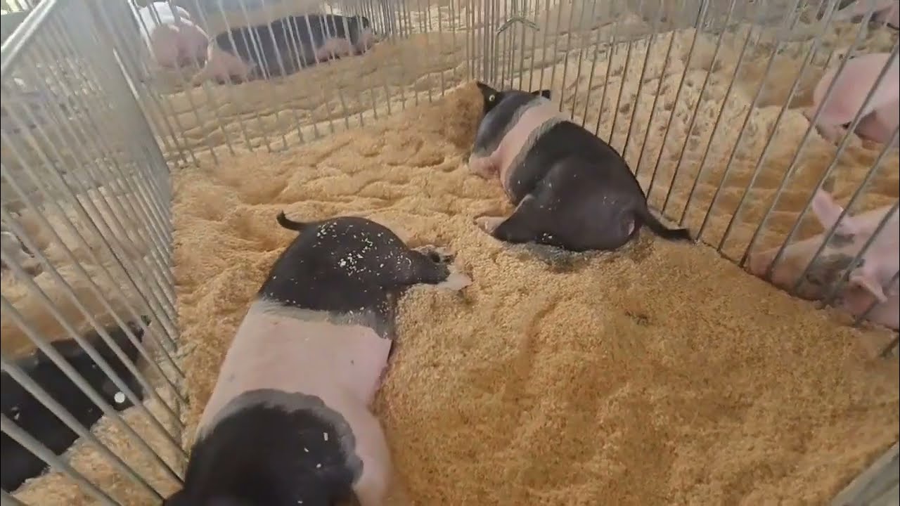 DELAWARE COUNTY FAIR #WALTON #NEW YORK 