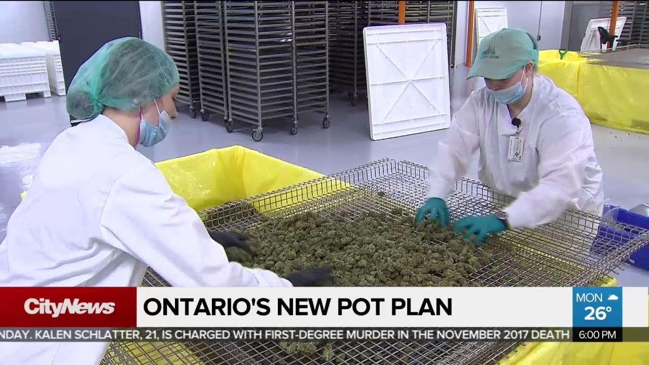 New government plan for rolling out legal cannabis sales