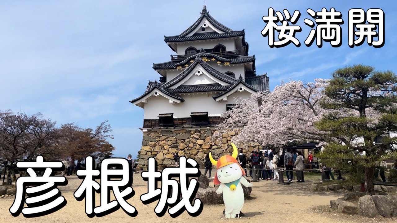【Vlog】滋賀県彦根市「彦根城」〜桜満開の季節に〜