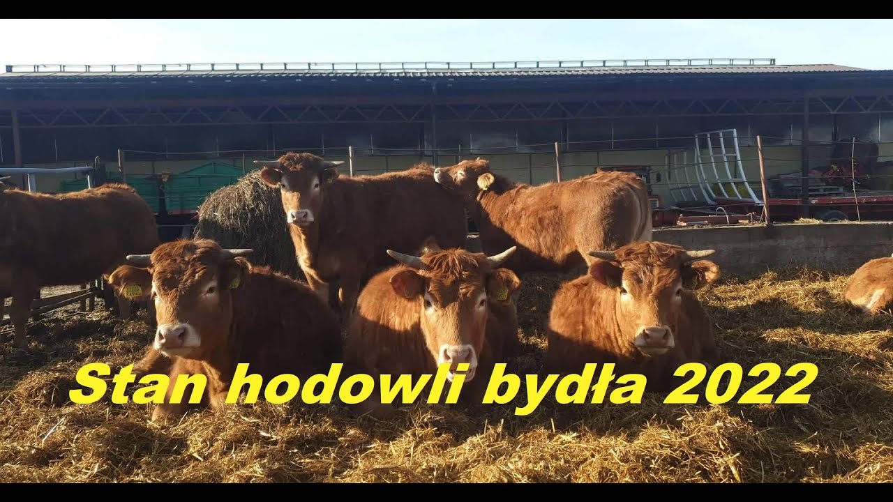 Bydło opasowe. Stan hodowli bydła 2022. Kolejna sprzedaż bydła?