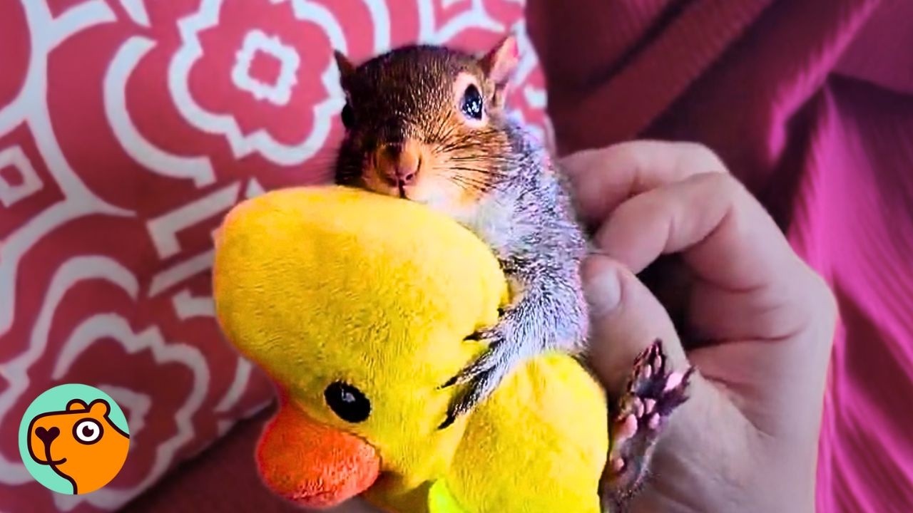 Saved Squirrel Would Hide Away From Everyone Until He Met His Soulmate | Cuddle Buddies