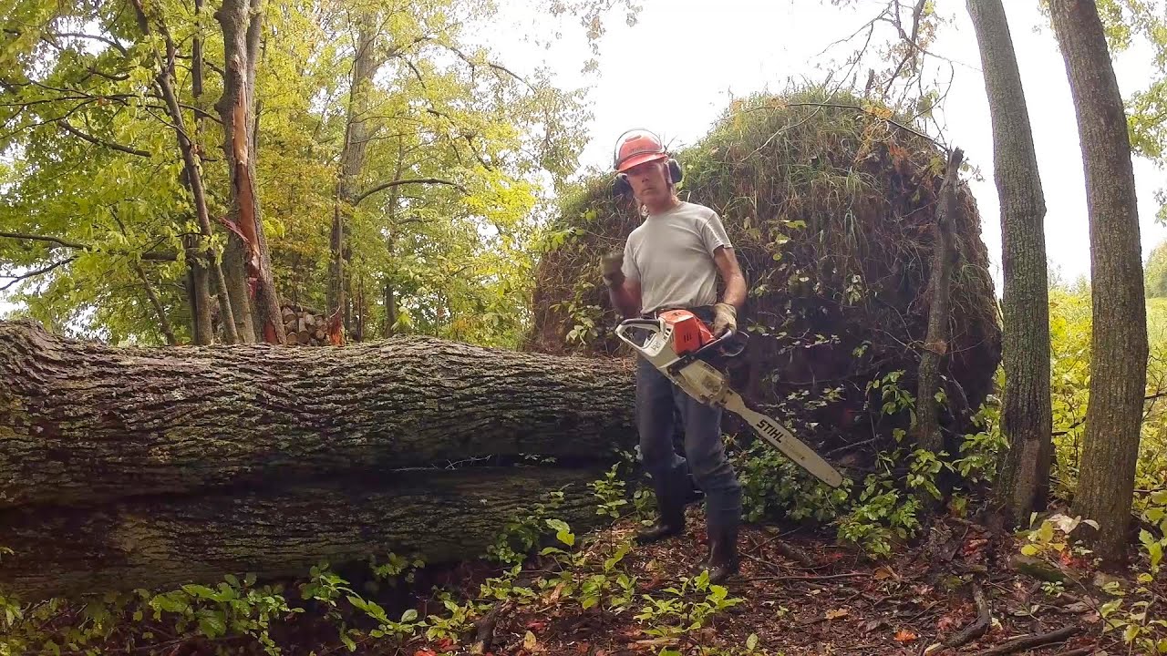 cutting an upturned tree root ball and sending it back into the ground