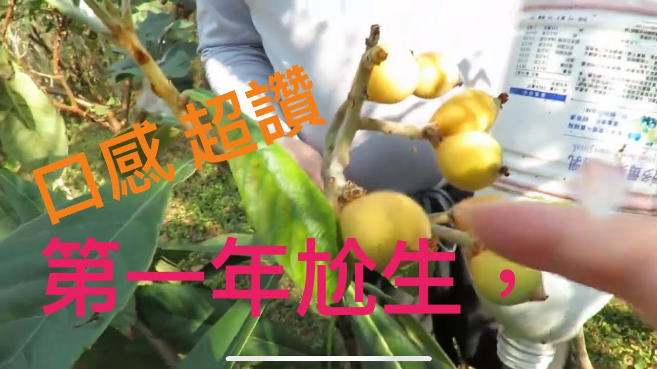 枇杷種植多久可以吃到果實?