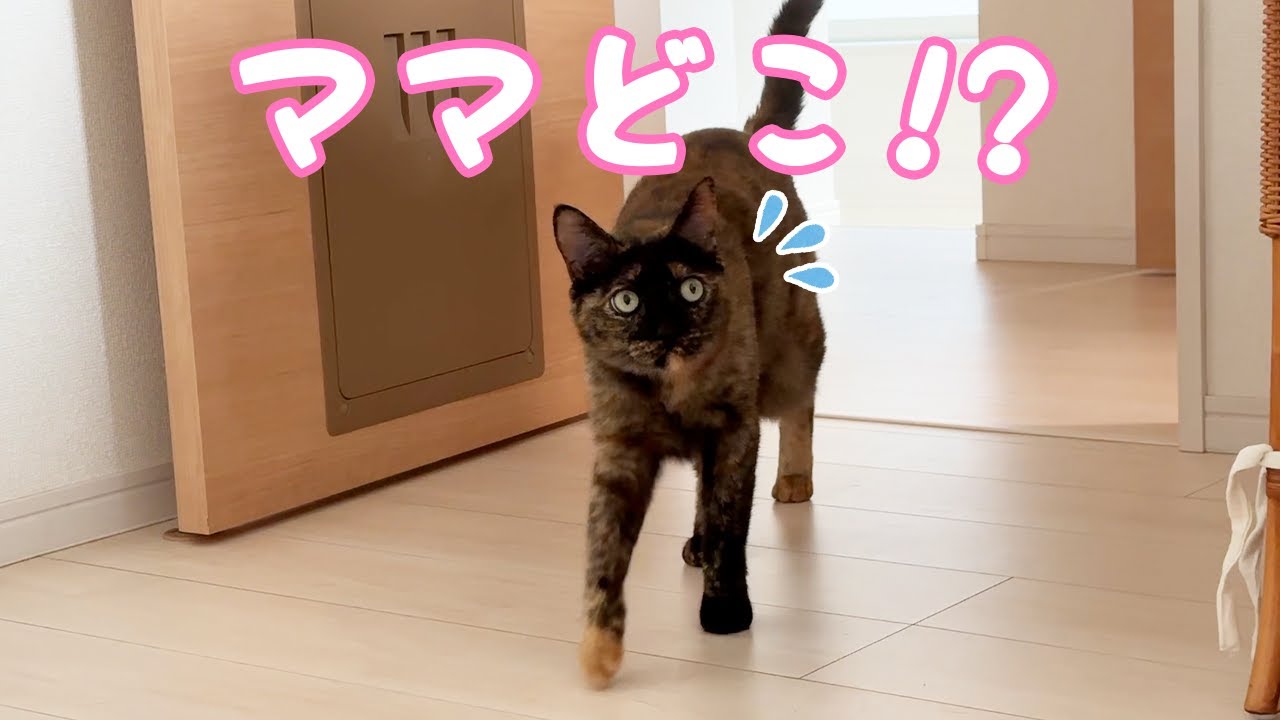 久々のかくれんぼで苦戦するサビ猫が可愛すぎる！！