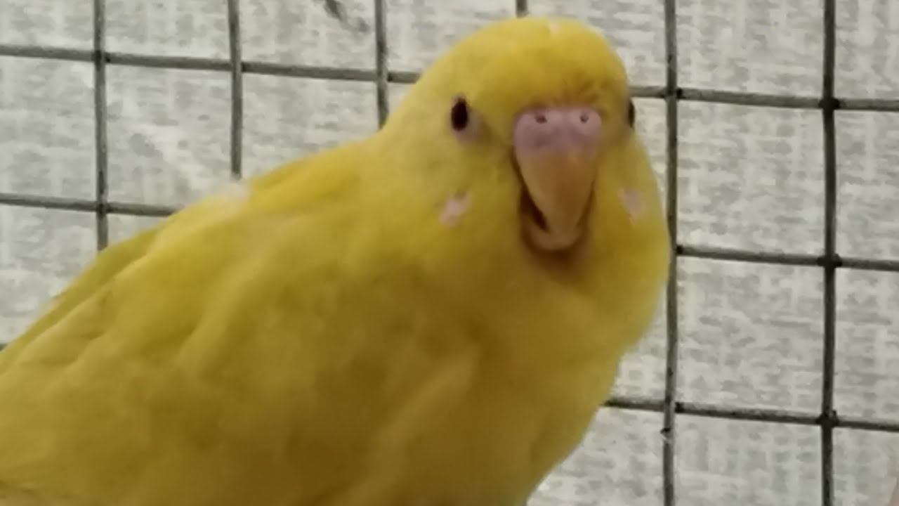BIRDS WINGS #live #budgie #moments