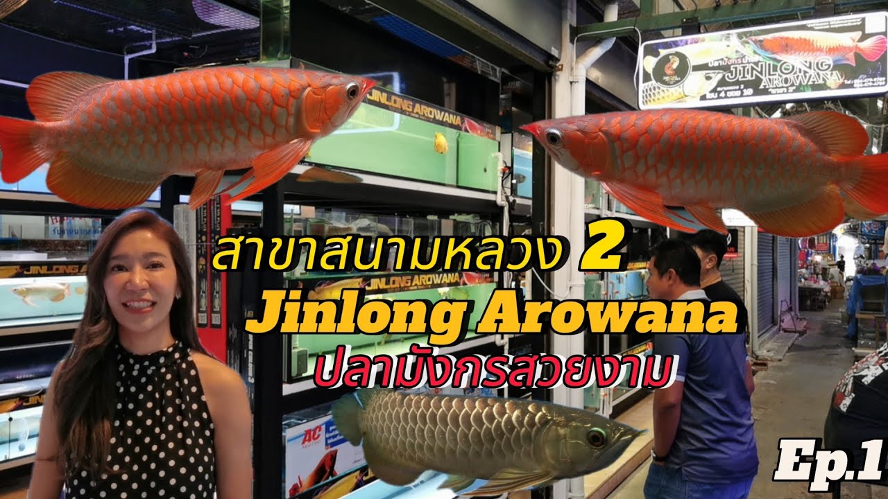 Jinlong​ Arowana​  (ปลามังกรแดง &​ ทอง​มาเลย์​สวยงาม)​สนาม​หลวง 2 Ep.1