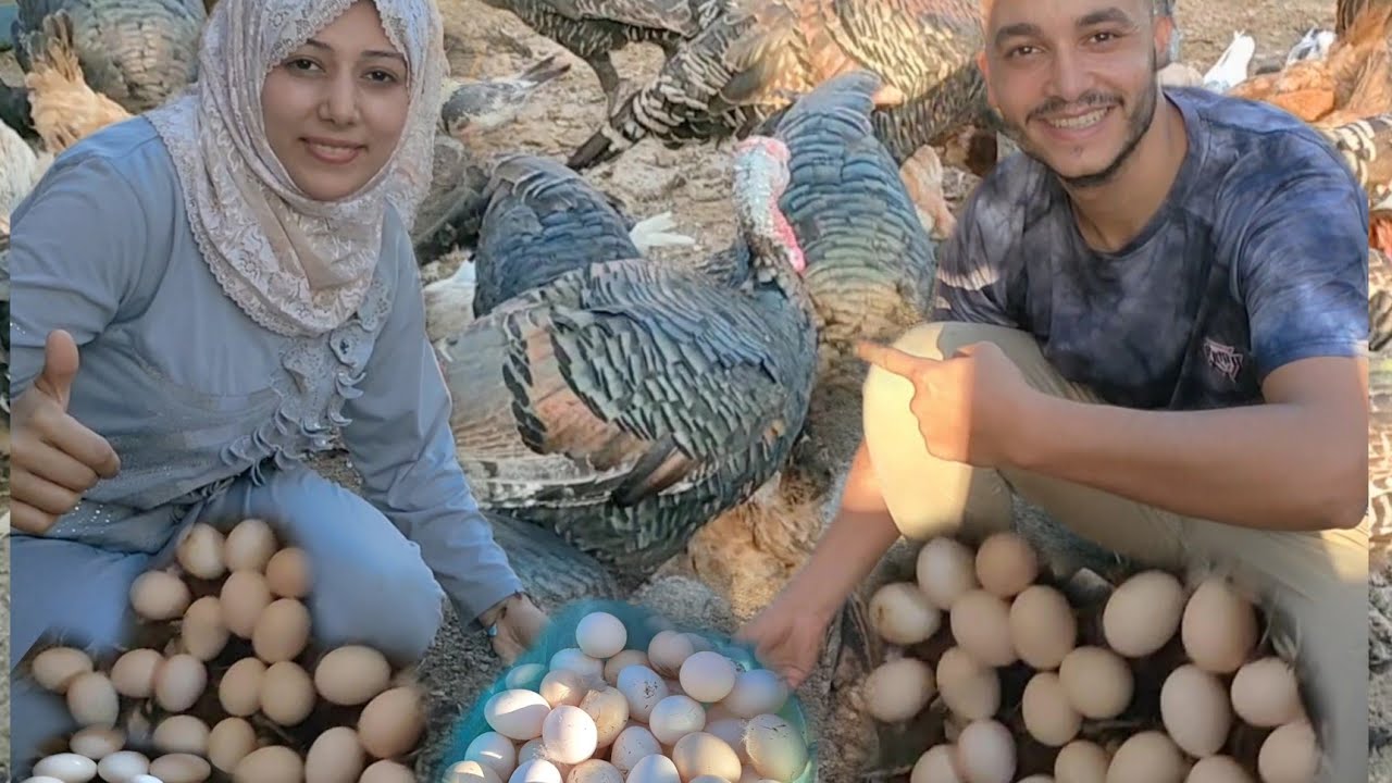 يلا نجمع بيض الفراخ مع خلطات زيادة إنتاج البيض وحجم البيض الفراخ بتمطر بيض بلا انقطاع #مصطفى_وأمل