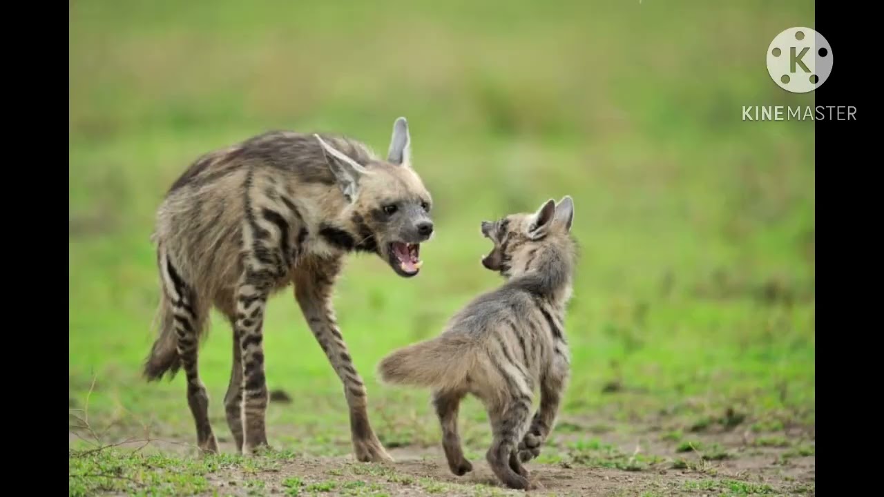 Striped hyena sounds PART 2